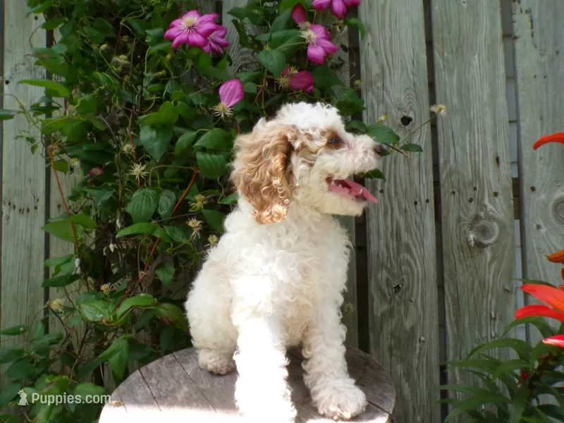 Callie – Cockapoo puppy for sale in Syracuse, IN