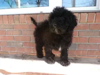 Boyd, a male Miniature Goldendoodle for sale in Syracuse, IN – Photo 3 of 5
