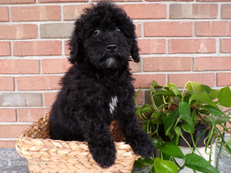 Boyd – Miniature Goldendoodle puppy for sale in Syracuse, IN