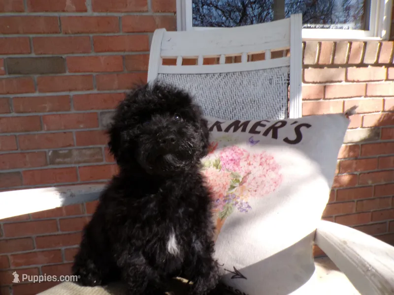 Boyd – Miniature Goldendoodle puppy for sale in Syracuse, IN