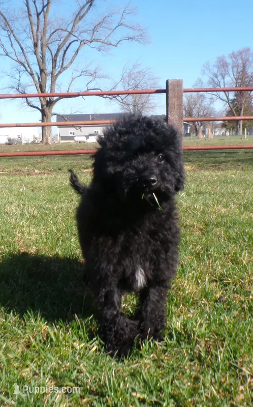 Boyd – Miniature Goldendoodle puppy for sale in Syracuse, IN