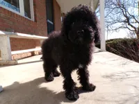 Boyd, a male Miniature Goldendoodle for sale in Syracuse, IN – Photo 5 of 5