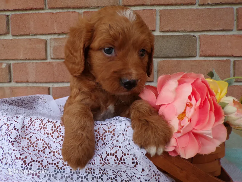 Casper – Cockapoo puppy for sale in Syracuse, IN