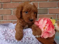 Casper, a male Cockapoo for sale in Syracuse, IN – 1 of 5