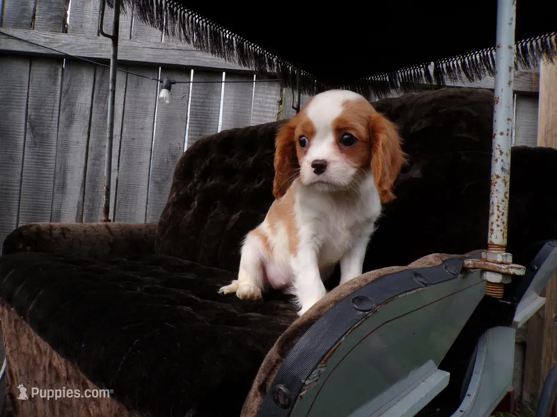 Quintin – Cavalier King Charles Spaniel puppy for sale in Syracuse, IN