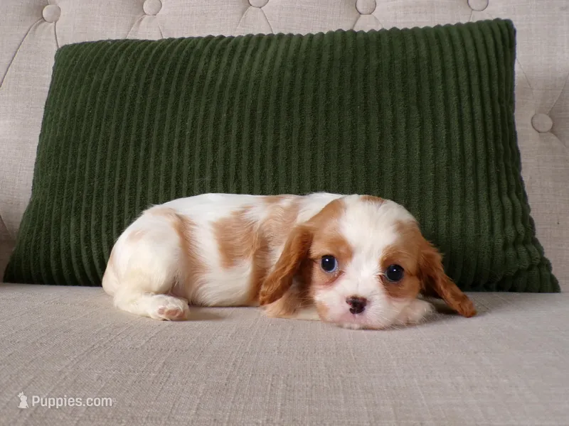 Quintin – Cavalier King Charles Spaniel puppy for sale in Syracuse, IN