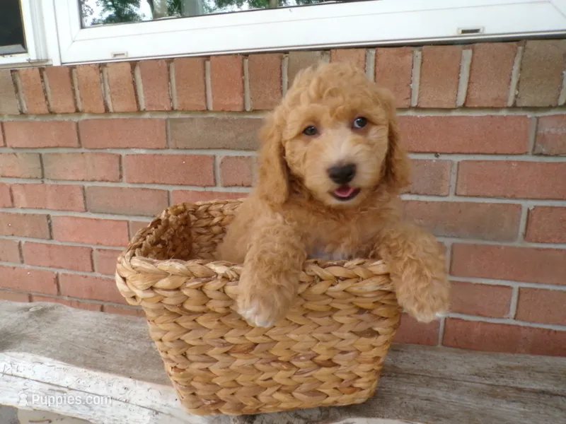 Chandler – Cockapoo puppy for sale in Syracuse, IN