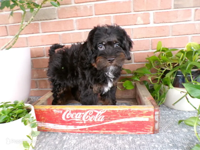 Arthur – Miniature Bernedoodle puppy for sale in Syracuse, IN