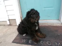Arthur, a male Miniature Bernedoodle for sale in Syracuse, IN – Photo 5 of 5