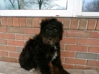 Arthur, a male Miniature Bernedoodle for sale in Syracuse, IN – Photo 3 of 5