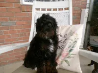 Arthur, a male Miniature Bernedoodle for sale in Syracuse, IN – Photo 2 of 5