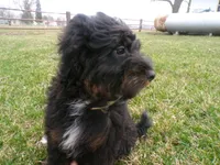 Arthur, a male Miniature Bernedoodle for sale in Syracuse, IN – Photo 4 of 5