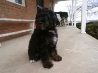 Arthur, a male Miniature Bernedoodle for sale in Syracuse, IN – Photo 1 of 5