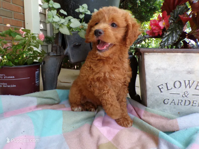 Conner – Cockapoo puppy for sale in Syracuse, IN