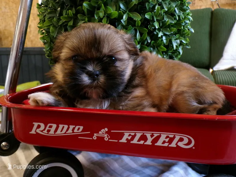 Oden – Shih Tzu puppy for sale in Syracuse, IN