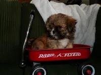 Oden, a male Shih Tzu for sale in Syracuse, IN – Photo 2 of 5