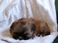 Oden, a male Shih Tzu for sale in Syracuse, IN – Photo 4 of 5