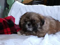 Oden, a male Shih Tzu for sale in Syracuse, IN – Photo 5 of 5