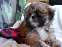 Oden, a male Shih Tzu for sale in Syracuse, IN – Photo 1 of 5