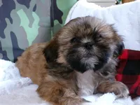 Oden, a male Shih Tzu for sale in Syracuse, IN – Photo 4 of 5