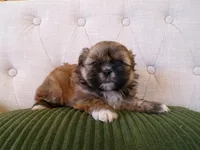Oden, a male Shih Tzu for sale in Syracuse, IN – Photo 3 of 5