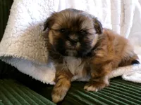 Oden, a male Shih Tzu for sale in Syracuse, IN – Photo 1 of 5