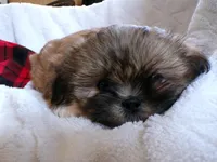 Oden, a male Shih Tzu for sale in Syracuse, IN – Photo 3 of 5