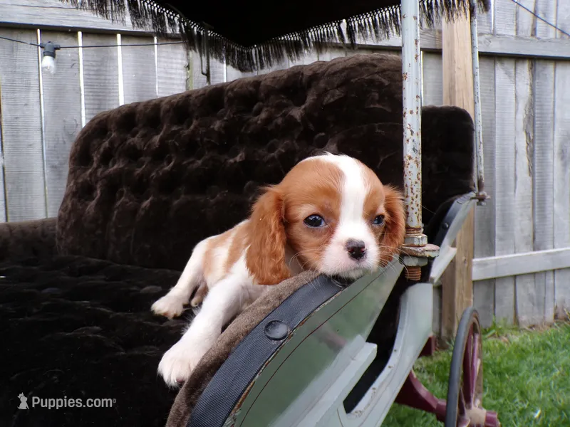 Quillin – Cavalier King Charles Spaniel puppy for sale in Syracuse, IN