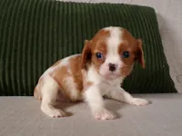 Quillin, a male Cavalier King Charles Spaniel for sale in Syracuse, IN – Photo 2 of 4