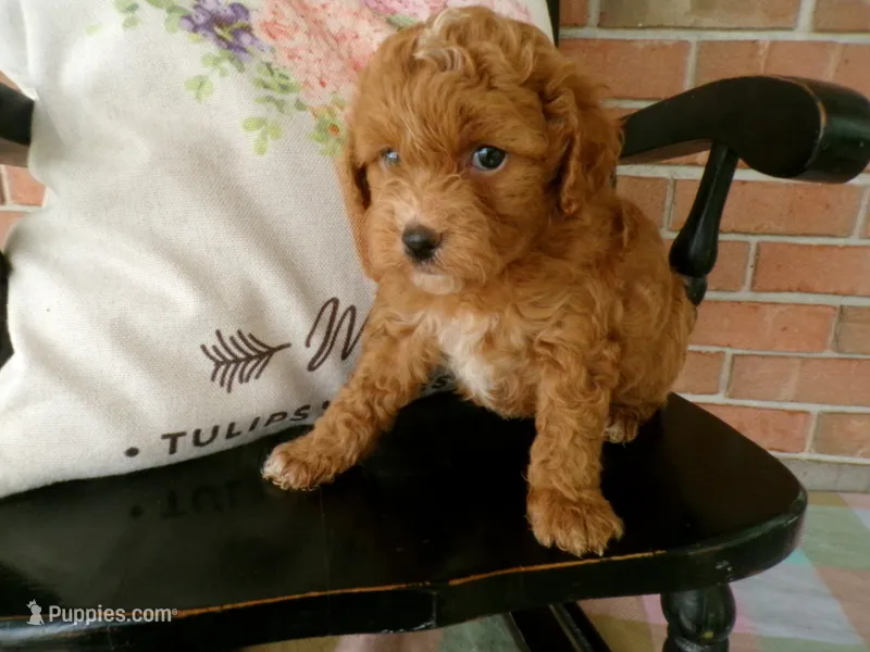 Connie – Cockapoo puppy for sale in Syracuse, IN