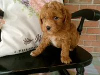 Connie, a female Cockapoo for sale in Syracuse, IN – 1 of 6