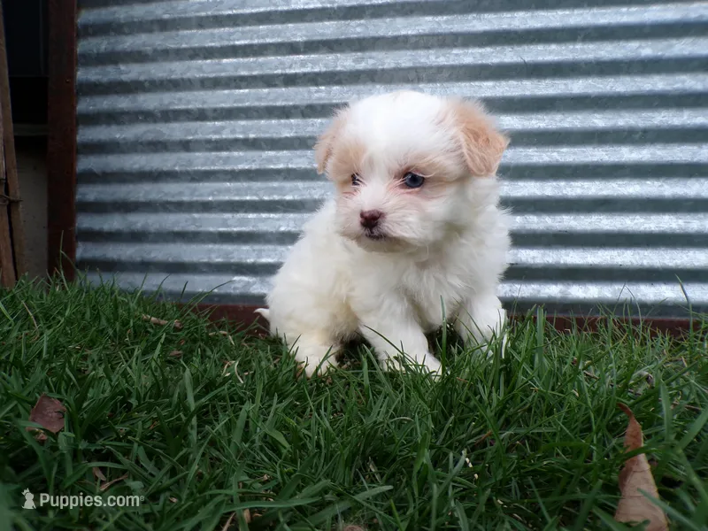 Poppy – Shihpoo puppy for sale in Syracuse, IN