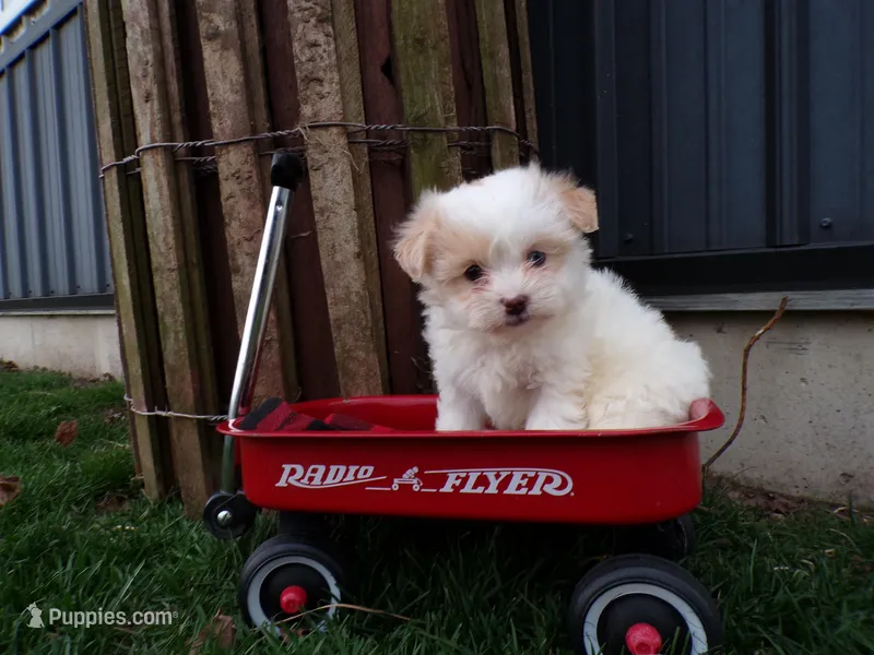 Poppy – Shihpoo puppy for sale in Syracuse, IN