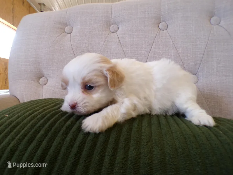 Poppy – Shihpoo puppy for sale in Syracuse, IN