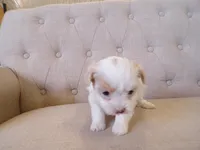 Poppy, a female Shihpoo for sale in Syracuse, IN – Photo 2 of 3