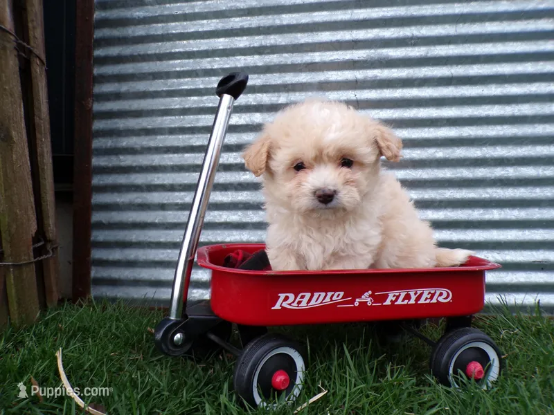 Parker – Shihpoo puppy for sale in Syracuse, IN