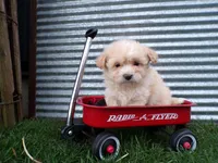 Parker, a male Shihpoo for sale in Syracuse, IN – Photo 2 of 4