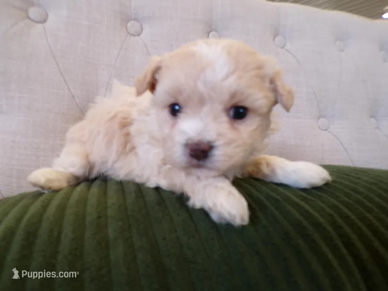 Parker – Shihpoo puppy for sale in Syracuse, IN