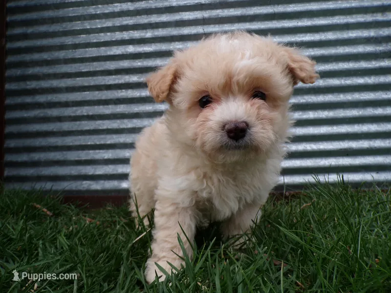Parker – Shihpoo puppy for sale in Syracuse, IN