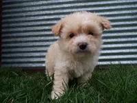 Parker, a male Shihpoo for sale in Syracuse, IN – Photo 1 of 4