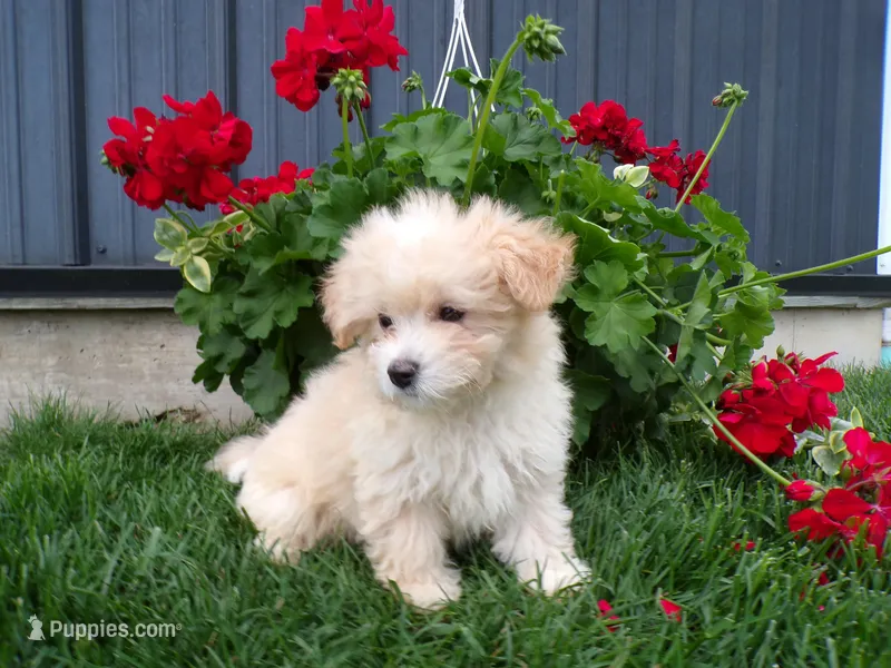 Parker – Shihpoo puppy for sale in Syracuse, IN