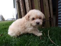 Parker, a male Shihpoo for sale in Syracuse, IN – Photo 4 of 4
