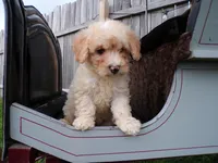 Rosy, a female Poodle - Toy  for sale in Syracuse, IN – Photo 1 of 5