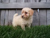 Rosy, a female Poodle - Toy  for sale in Syracuse, IN – Photo 3 of 5