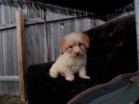 Rosy, a female Poodle - Toy  for sale in Syracuse, IN – Photo 5 of 5