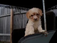 Rosy, a female Poodle - Toy  for sale in Syracuse, IN – Photo 2 of 5