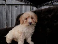 Rosy, a female Poodle - Toy  for sale in Syracuse, IN – Photo 4 of 5