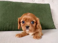 Queenie, a female Cavalier King Charles Spaniel for sale in Syracuse, IN – Photo 1 of 3