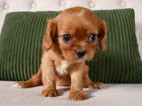 Queenie, a female Cavalier King Charles Spaniel for sale in Syracuse, IN – Photo 2 of 3