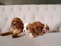 Queenie, a female Cavalier King Charles Spaniel for sale in Syracuse, IN – Photo 3 of 3